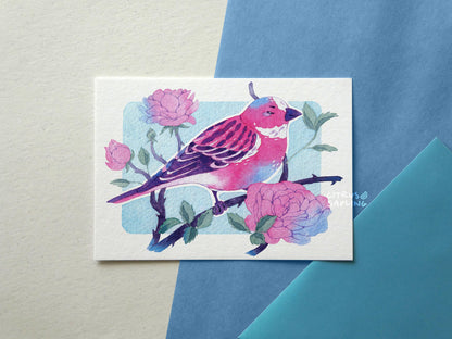 Exotic Garden Birds Postcards